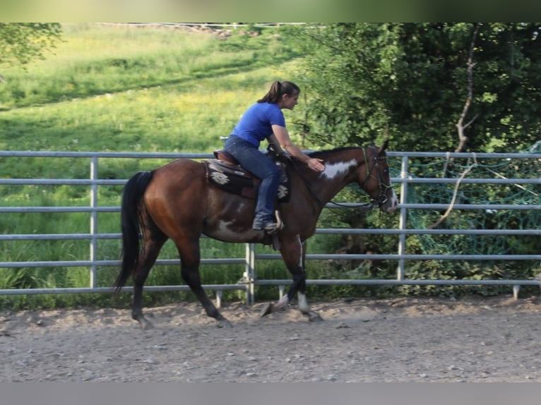 American Quarter Horse Stute 6 Jahre 153 cm Overo-alle-Farben in Schwarzach