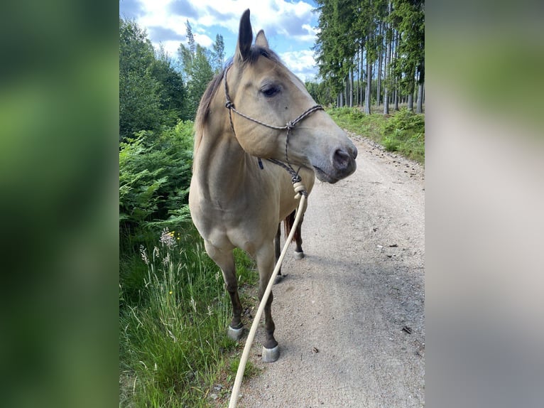 American Quarter Horse Stute 6 Jahre 154 cm Champagne in Hallabro