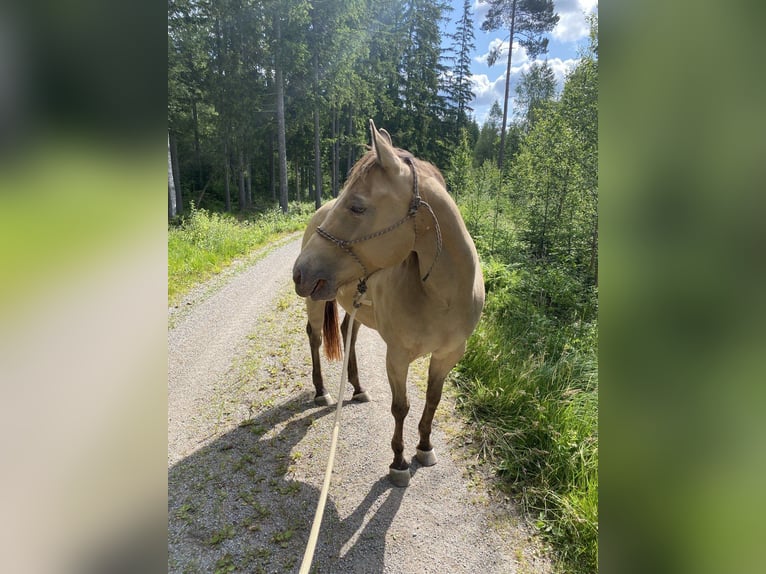 American Quarter Horse Stute 6 Jahre 154 cm Champagne in Hallabro