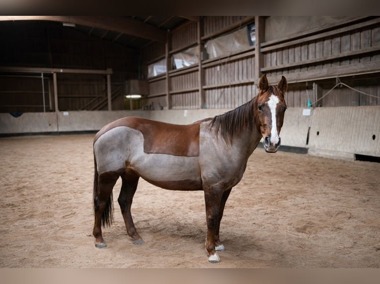American Quarter Horse Stute 6 Jahre 154 cm Dunkelfuchs in Reichelsheim
