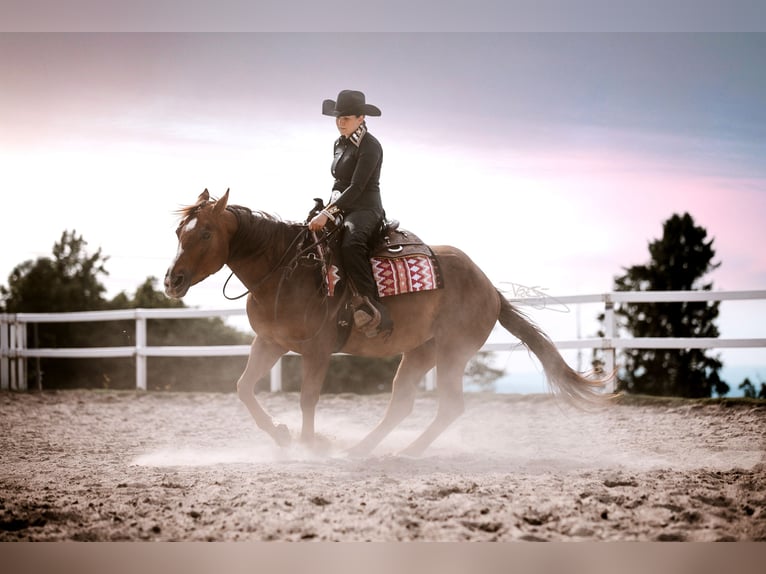 American Quarter Horse Stute 6 Jahre 154 cm Fuchs in Ulrichstein