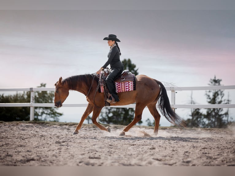 American Quarter Horse Stute 6 Jahre 154 cm Fuchs in Ulrichstein