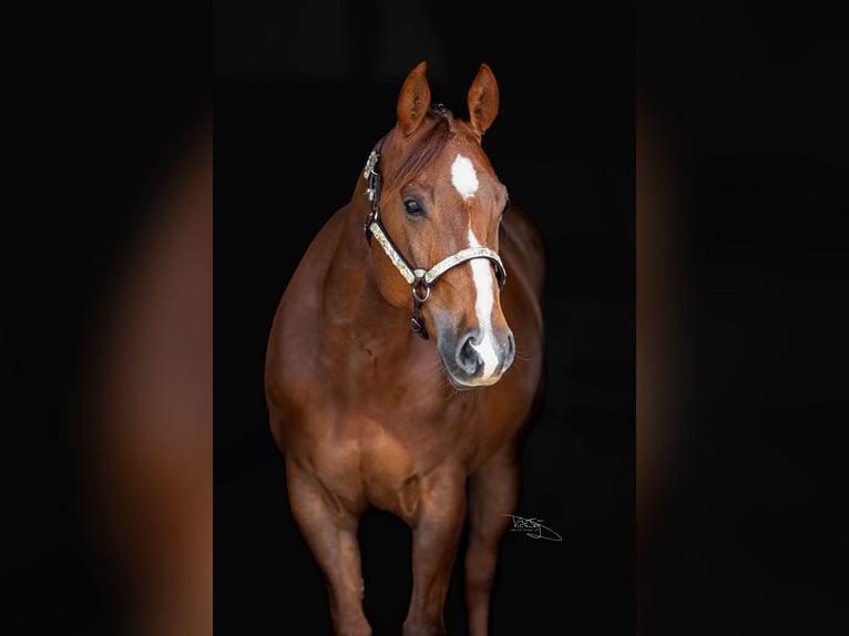 American Quarter Horse Stute 6 Jahre 154 cm Fuchs in Ulrichstein