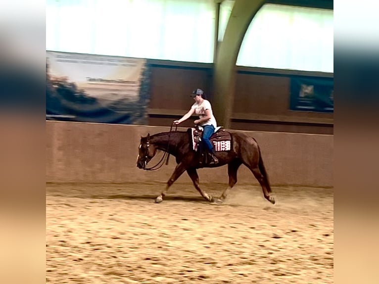 American Quarter Horse Stute 6 Jahre 154 cm Fuchs in Ulrichstein