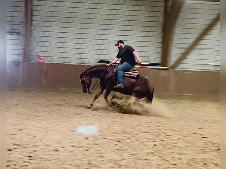 American Quarter Horse Stute 6 Jahre 154 cm Fuchs in Ulrichstein