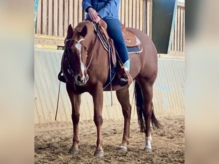 American Quarter Horse Stute 6 Jahre 154 cm Fuchs in Wolfsburg