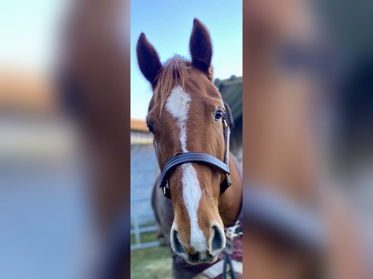 American Quarter Horse Stute 6 Jahre 154 cm Fuchs in Wolfsburg