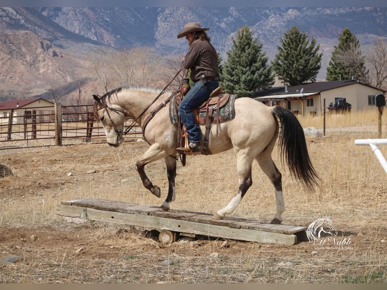 American Quarter Horse Stute 6 Jahre 155 cm Buckskin in Cody