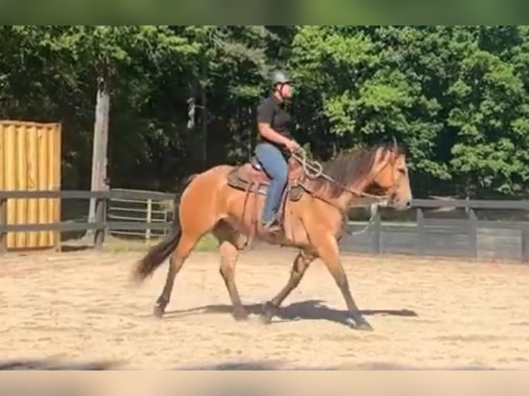 American Quarter Horse Stute 6 Jahre 155 cm Buckskin in Monroe, NC