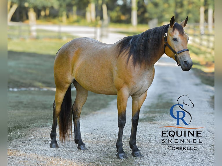 American Quarter Horse Stute 6 Jahre 155 cm Buckskin in Monroe, NC