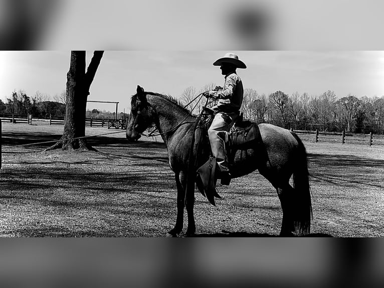 American Quarter Horse Stute 6 Jahre 155 cm Buckskin in Monroe, NC