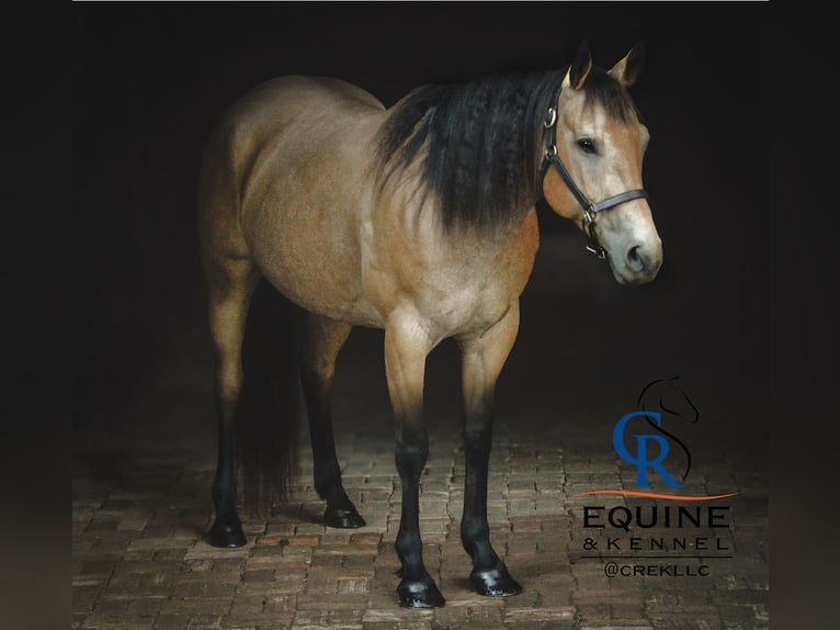 American Quarter Horse Stute 6 Jahre 155 cm Buckskin in Monroe, NC