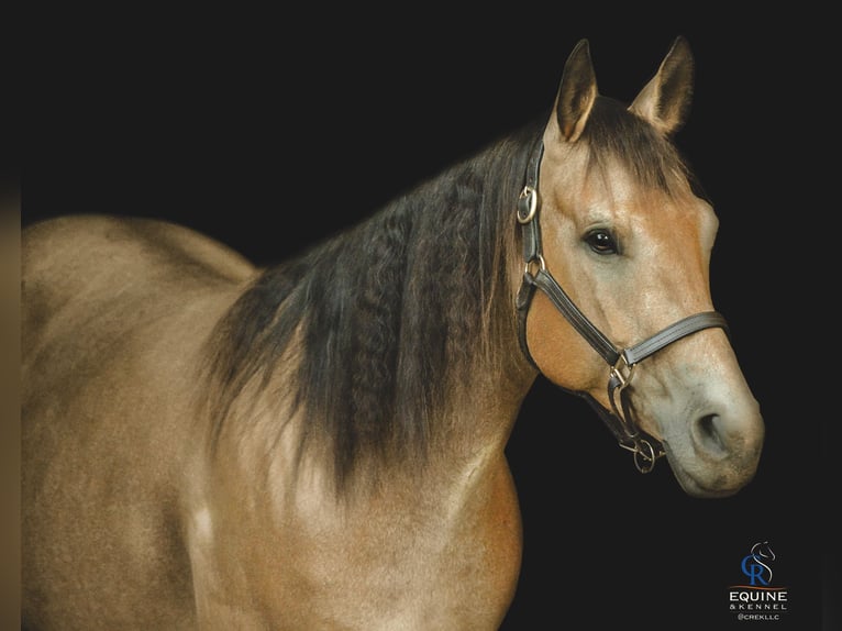American Quarter Horse Stute 6 Jahre 155 cm Buckskin in Monroe, NC