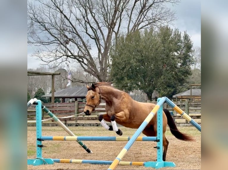 American Quarter Horse Stute 6 Jahre 155 cm Buckskin in Monroe, NC
