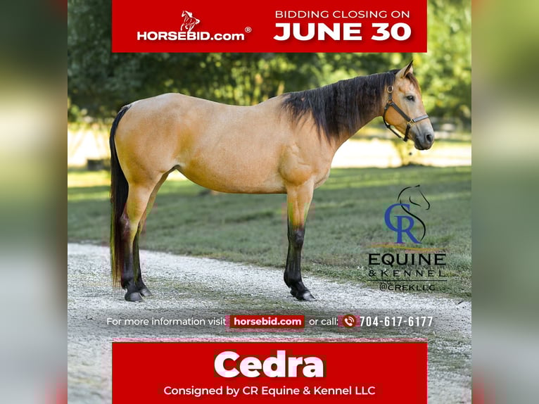 American Quarter Horse Stute 6 Jahre 155 cm Buckskin in Monroe, NC
