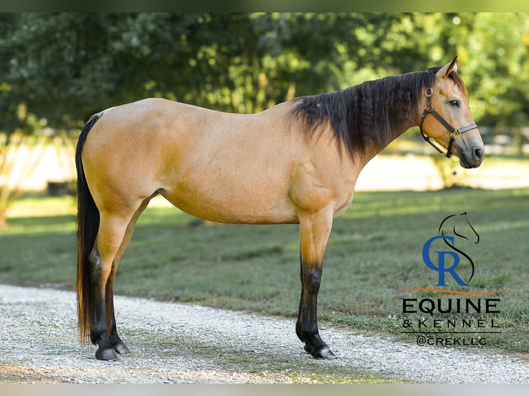 American Quarter Horse Stute 6 Jahre 155 cm Buckskin in Monroe, NC