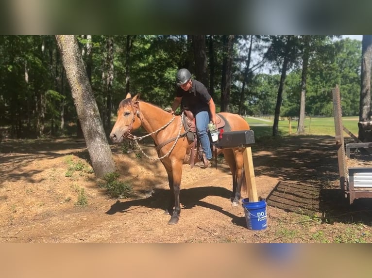American Quarter Horse Stute 6 Jahre 155 cm Buckskin in Monroe, NC