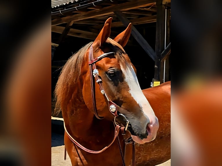 American Quarter Horse Stute 6 Jahre 155 cm Rabicano in Andernach