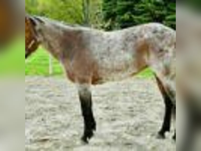 American Quarter Horse Stute 6 Jahre 155 cm Roan-Bay in Warsaw NY
