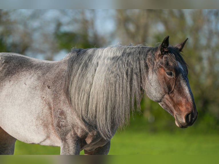American Quarter Horse Stute 6 Jahre 155 cm Roan-Blue in Weatherford
