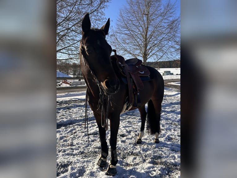 American Quarter Horse Stute 6 Jahre 156 cm Brauner in Pfalzgrafenweiler