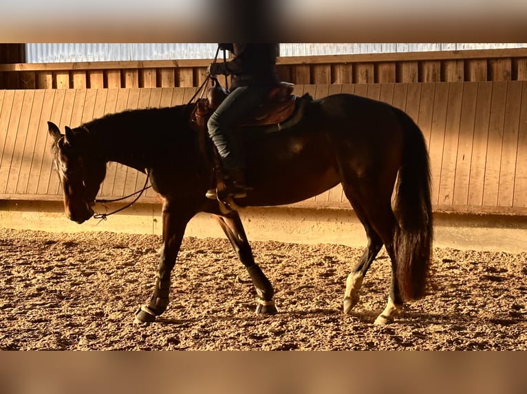 American Quarter Horse Stute 6 Jahre 156 cm Brauner in Pfalzgrafenweiler