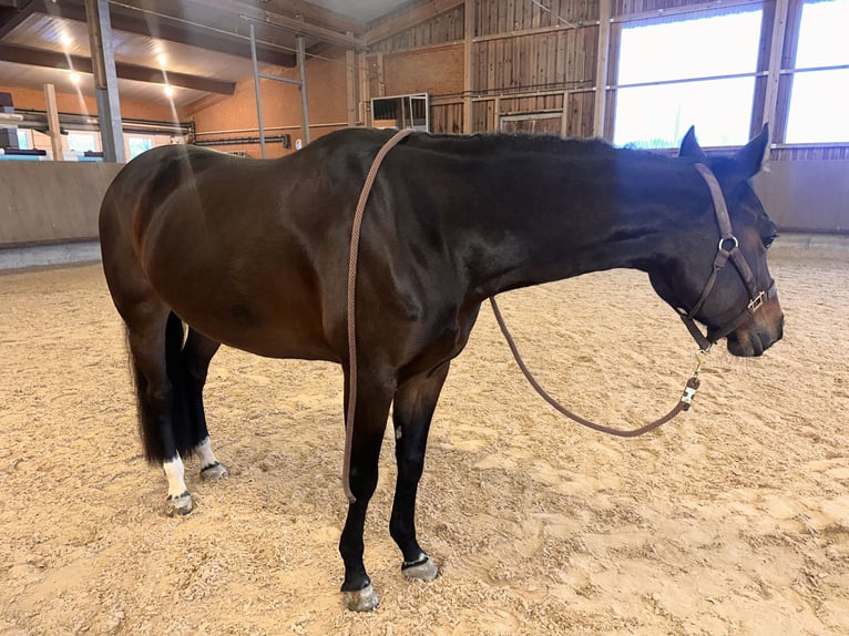 American Quarter Horse Stute 6 Jahre 156 cm Brauner in Pfalzgrafenweiler