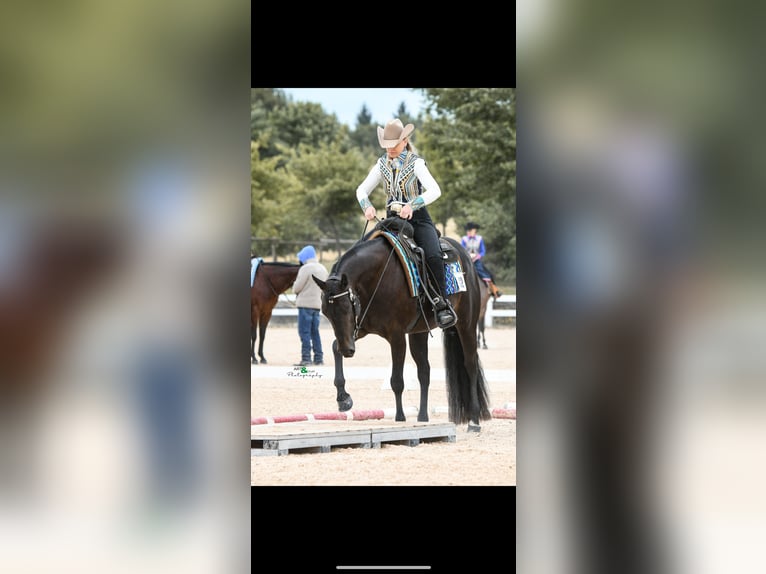 American Quarter Horse Stute 6 Jahre 156 cm Dunkelbrauner in Neukirchen