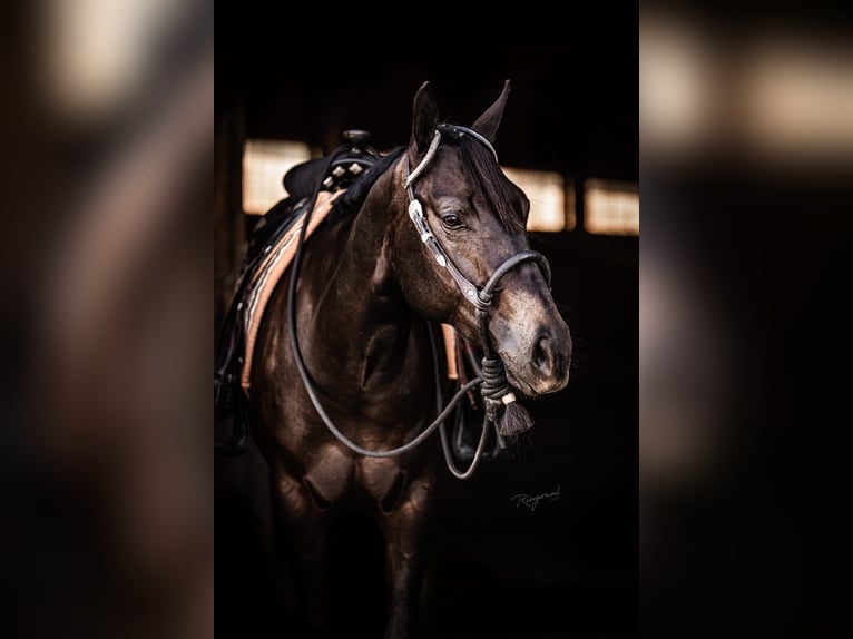 American Quarter Horse Stute 6 Jahre 156 cm Dunkelbrauner in Neukirchen