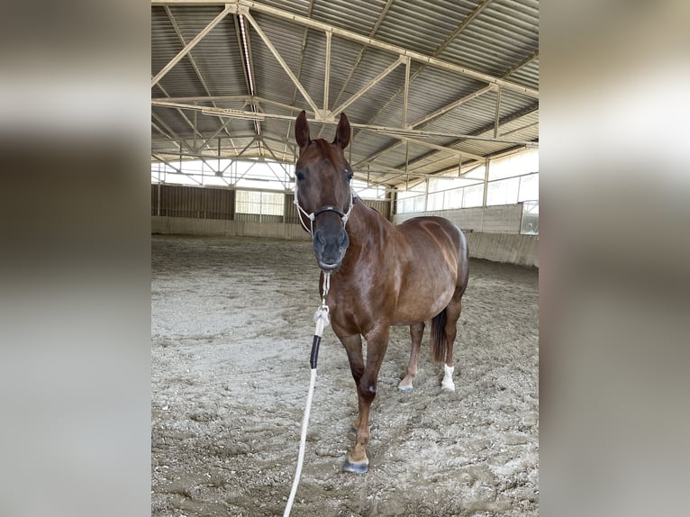American Quarter Horse Mix Stute 6 Jahre 157 cm Dunkelfuchs in Weil am Rhein