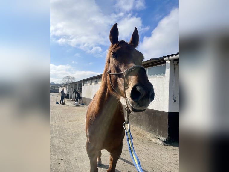 American Quarter Horse Mix Stute 6 Jahre 157 cm Dunkelfuchs in Weil am Rhein