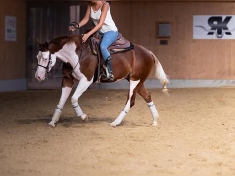 American Quarter Horse Stute 6 Jahre 157 cm Fuchs in Marcianise