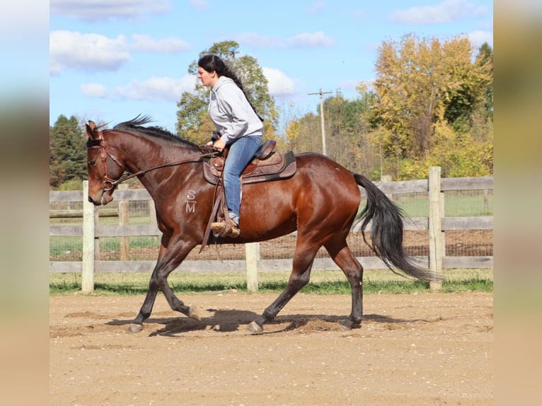 American Quarter Horse Stute 6 Jahre 157 cm Rotbrauner in Howell