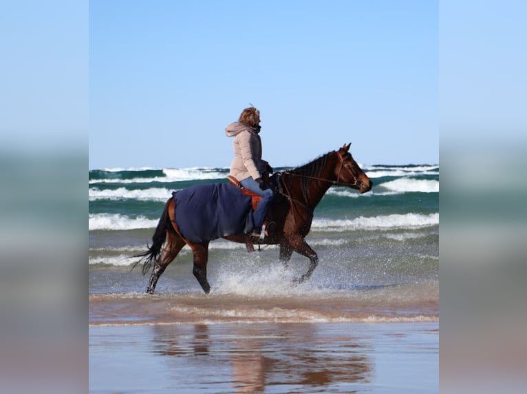 American Quarter Horse Stute 6 Jahre 157 cm Rotbrauner in Howell