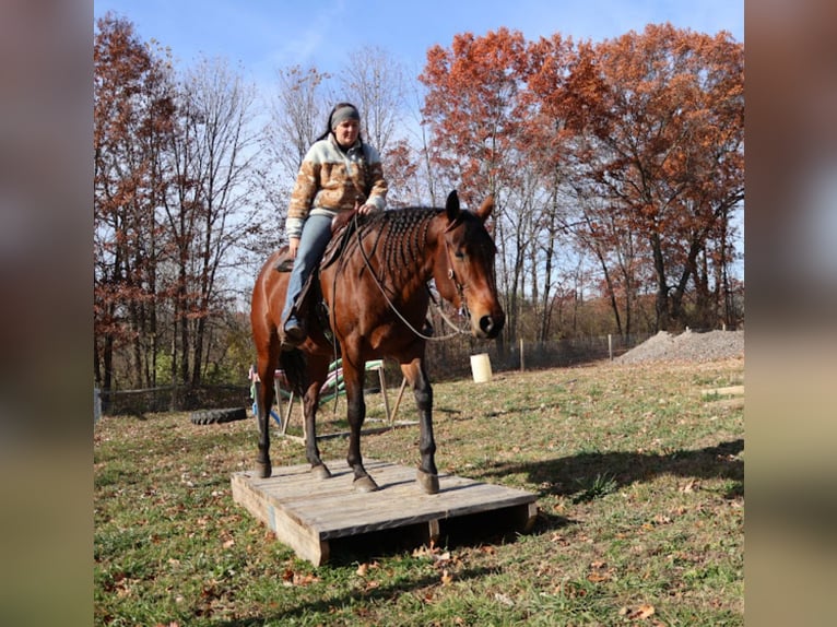 American Quarter Horse Stute 6 Jahre 157 cm Rotbrauner in Howell