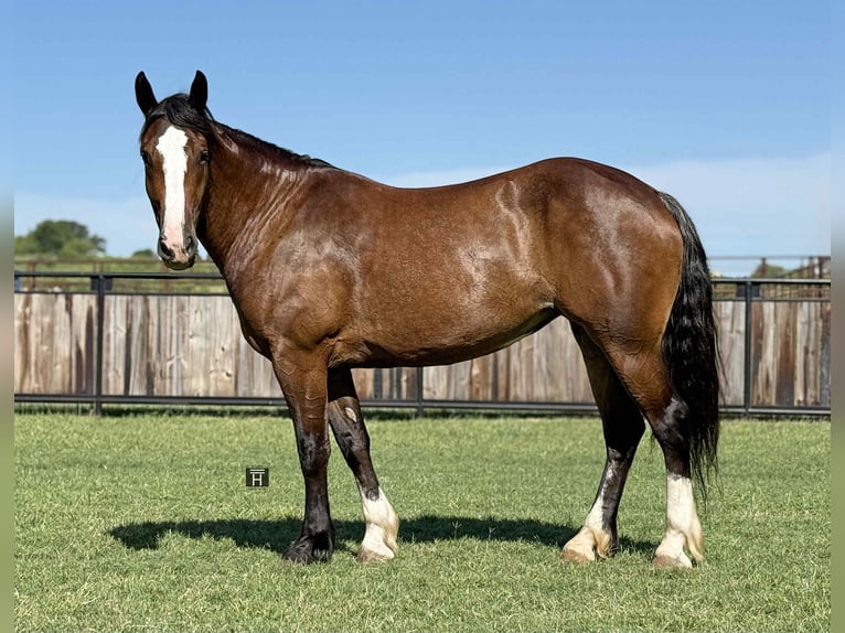 American Quarter Horse Stute 6 Jahre 157 cm Rotbrauner in Jacksboro TX