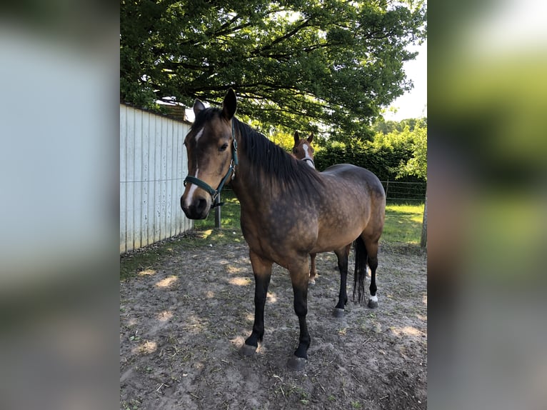 American Quarter Horse Stute 6 Jahre 160 cm Buckskin in Dissen am Teutoburger Wald495
