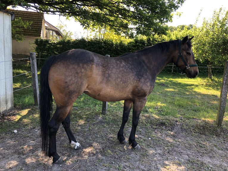American Quarter Horse Stute 6 Jahre 160 cm Buckskin in Dissen am Teutoburger Wald495