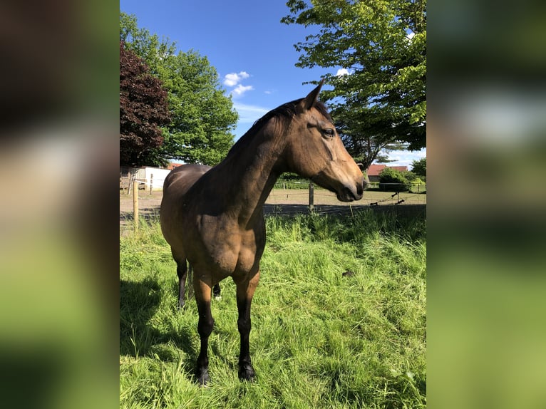 American Quarter Horse Stute 6 Jahre 160 cm Buckskin in Dissen am Teutoburger Wald495