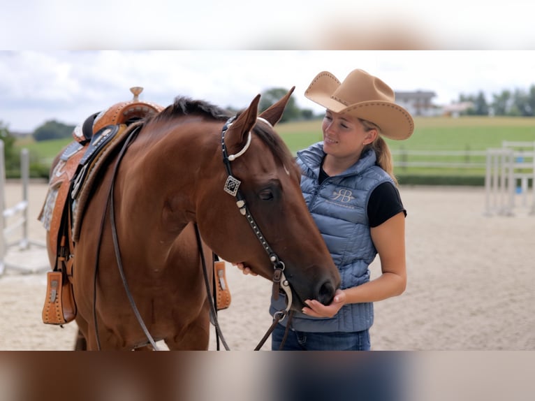 American Quarter Horse Stute 6 Jahre 160 cm Fuchs in Neukirchen