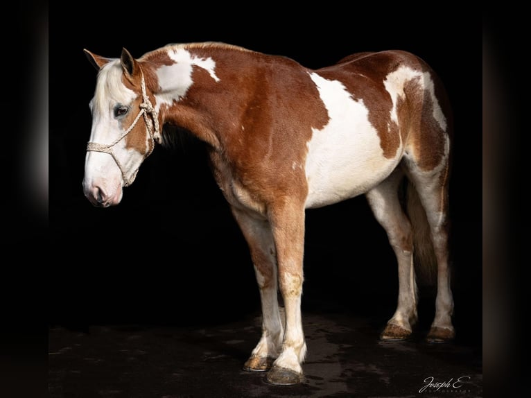 American Quarter Horse Stute 6 Jahre 163 cm Dunkelfuchs in Greensburg KY