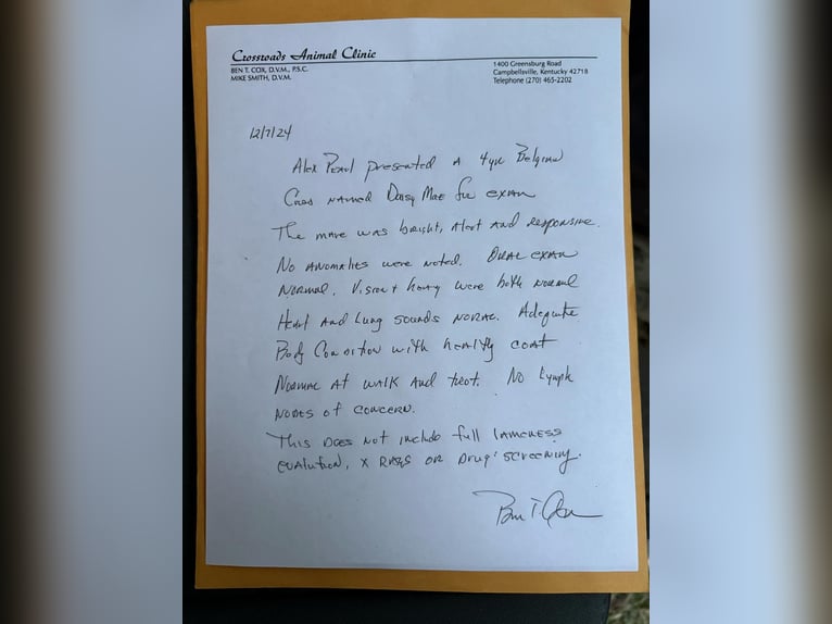 American Quarter Horse Stute 6 Jahre 163 cm Dunkelfuchs in Greensburg KY