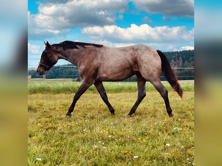 American Quarter Horse Stute 6 Jahre 163 cm Roan-Bay in Neudrossenfeld