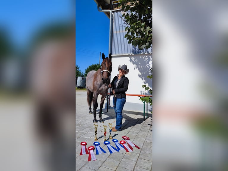 American Quarter Horse Stute 6 Jahre 163 cm Roan-Bay in Neudrossenfeld