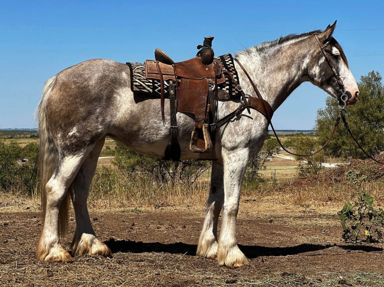American Quarter Horse Stute 6 Jahre 163 cm Roan-Blue in Byers, TX