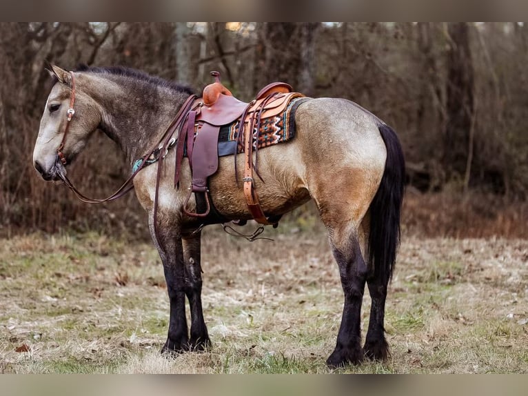 American Quarter Horse Stute 6 Jahre 168 cm Buckskin in Santa Fe, TN