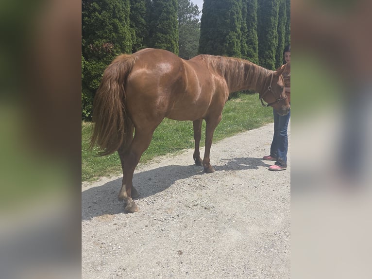 American Quarter Horse Stute 6 Jahre 168 cm Dunkelfuchs in Walbridge
