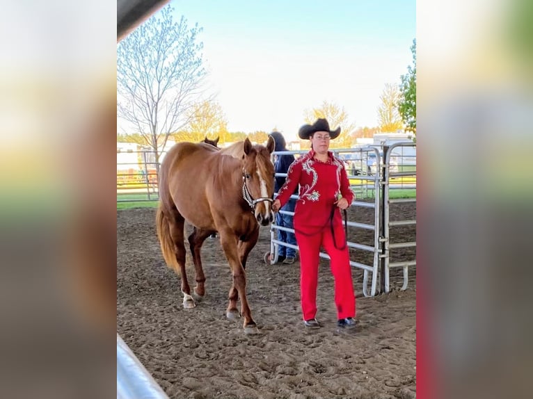 American Quarter Horse Stute 6 Jahre 168 cm Dunkelfuchs in Walbridge