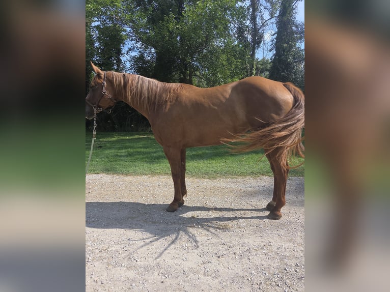 American Quarter Horse Stute 6 Jahre 168 cm Dunkelfuchs in Walbridge