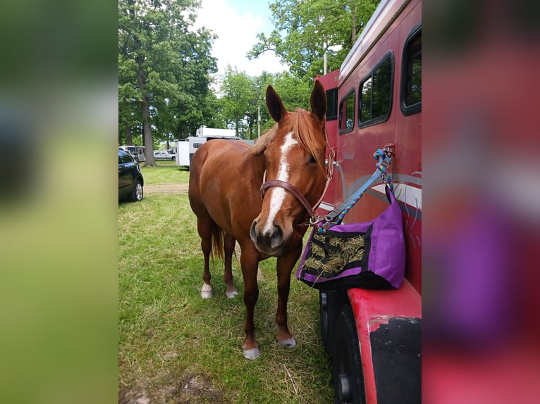 American Quarter Horse Stute 6 Jahre 168 cm Dunkelfuchs in Walbridge
